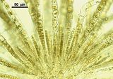 Myriactula stellulata4